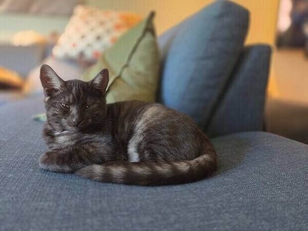 Katt - Katt Remus