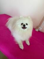 Pomeranian