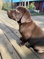 Labrador 