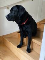 Labradoren Sascha 4,5 år