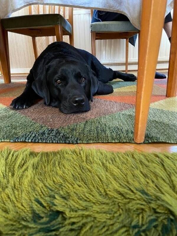 Hund - Labradoren Sascha 4,5 år 