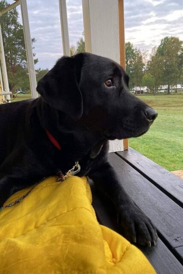 Hund - Labradoren Sascha 4,5 år 
