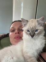 Ragdoll, brittisk mix  