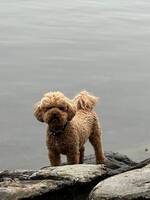 Bichonpoo