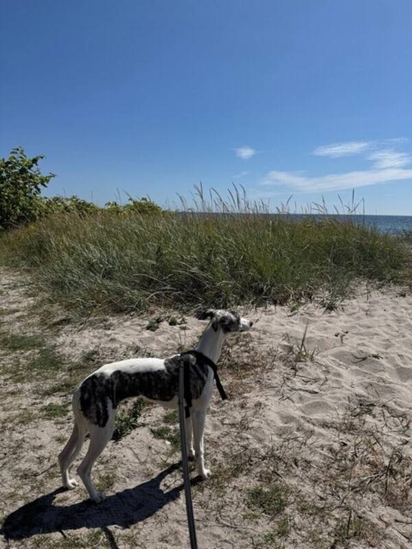 Hund - Whippet. 
