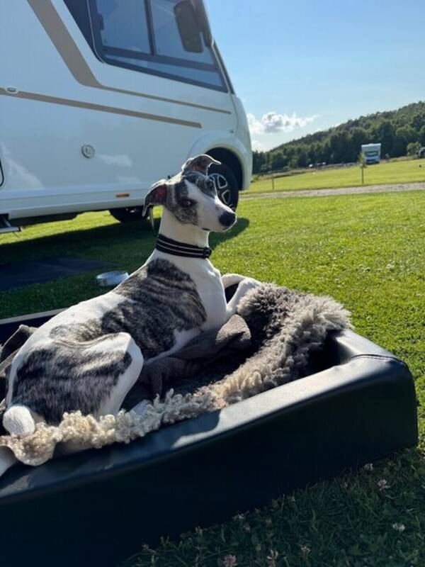 Hund - Whippet. 