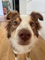 Miniature American Shepherd