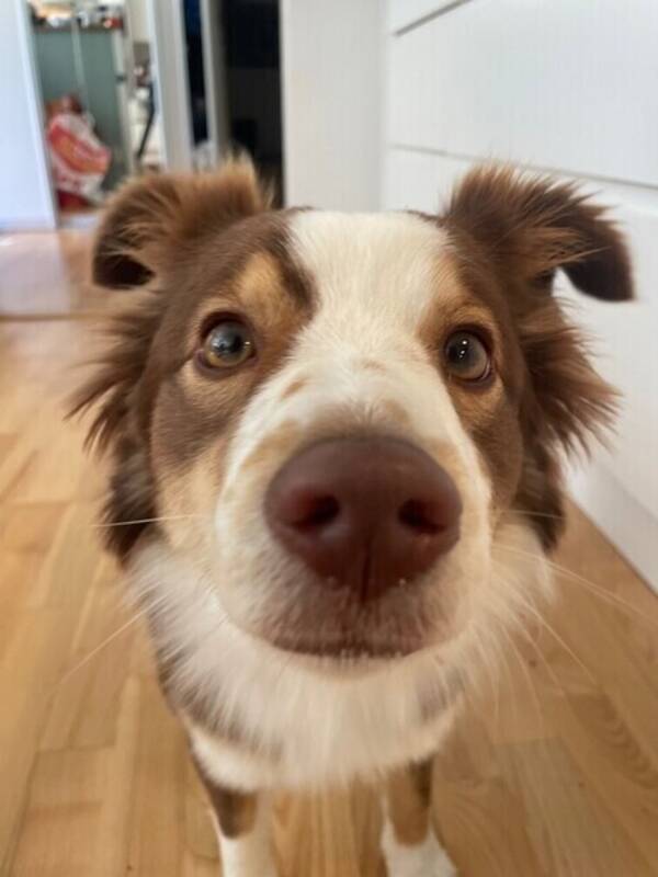 Hund - Miniature American Shepherd