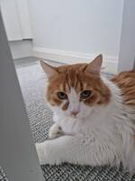 Katt