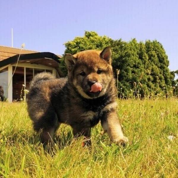 Hund - Shiba Inun Sylvie