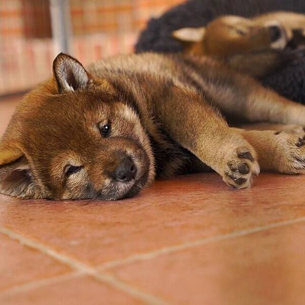 Hund - Shiba Inun Sylvie