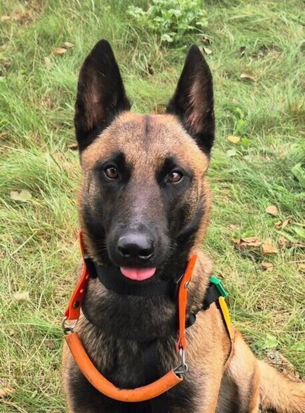 Hund - Belgian Malinios  Räddningshund med mera