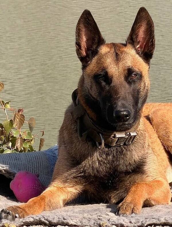 Hund - Belgian Malinios  Räddningshund med mera