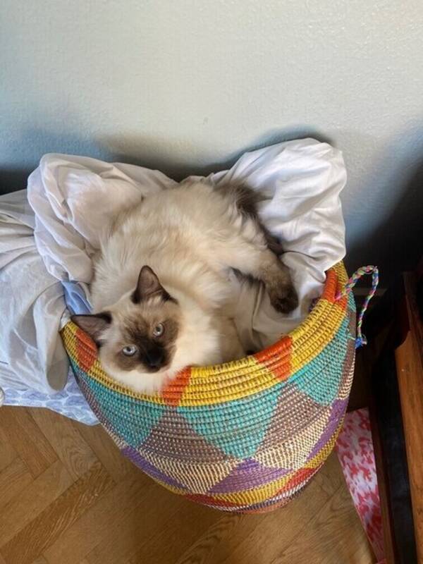 Katt - Ragdollen Aslan