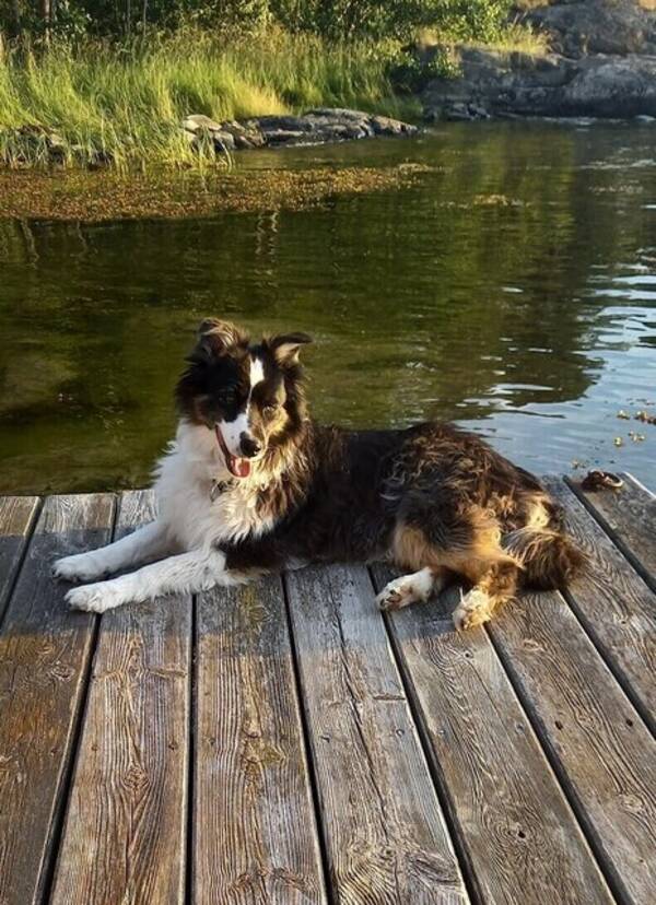 Hund - Mysiga familjehundar