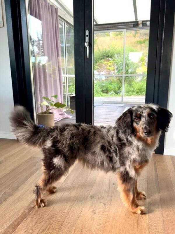 Hund - Fancy, en aussiedoodle