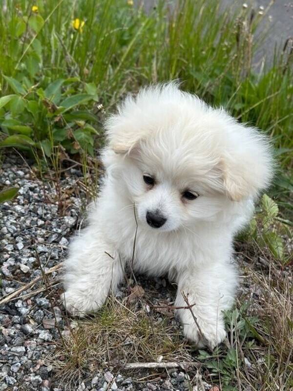 Hund - Maltipoon Bentley