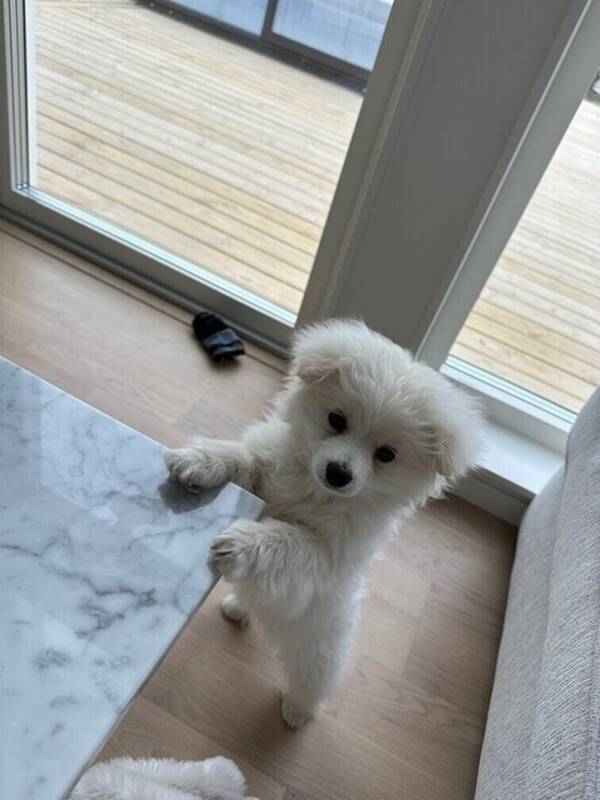 Hund - Maltipoon Bentley