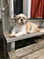 Shih tzun Bobbo