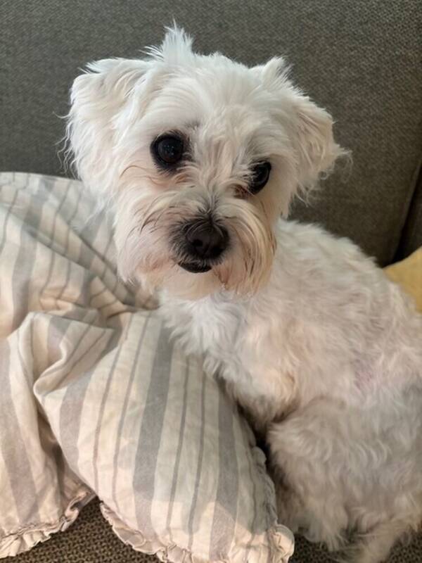 Hund - Malteser