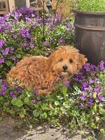 Maltipoo Gizmo