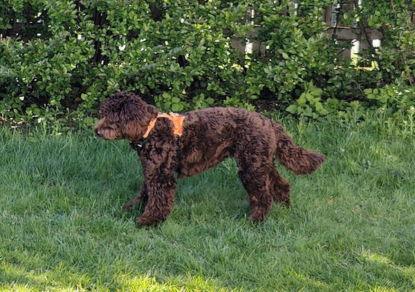 Hund - Copperdog 