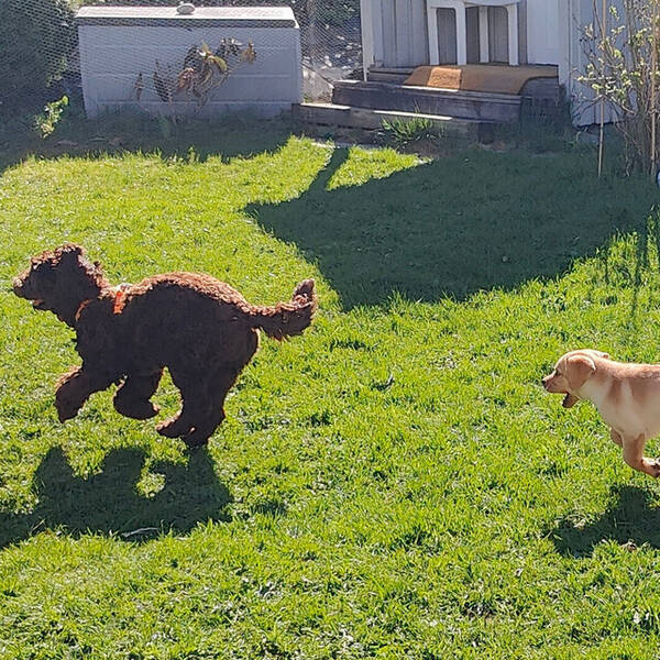 Hund - Copperdog 