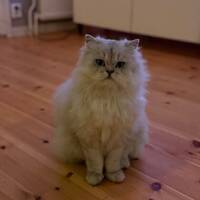 Katten Yuki