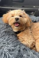 Maltipoo