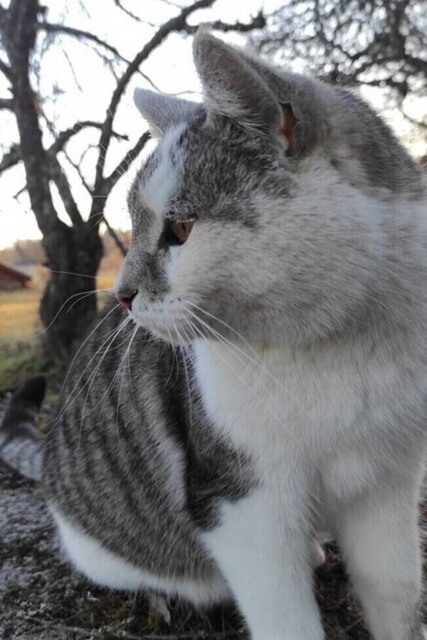Katt - Huskatten Gurkan