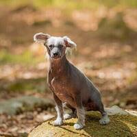 Kinesisk nakenhund