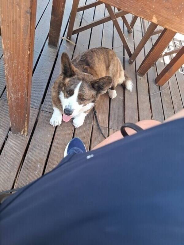 Hund - Mango 
