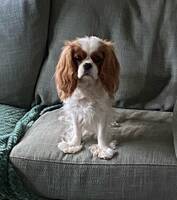 6 år gammal cavaljer king charles spanie