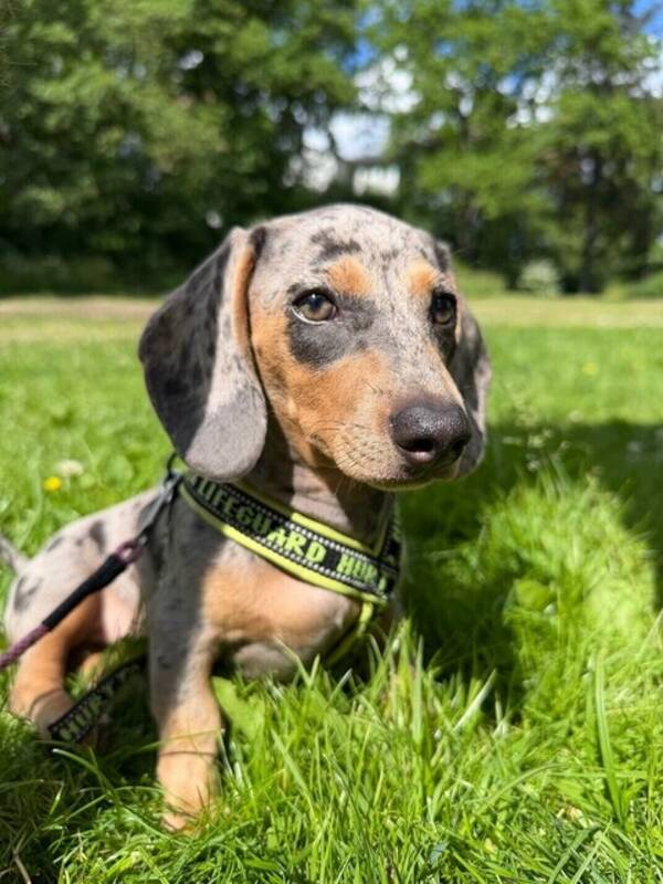 Hund - Dvärg tax
