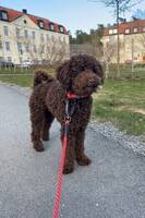 Pudeln Bruno
