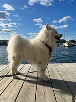 Samojed Sam