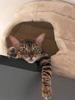 Bengal