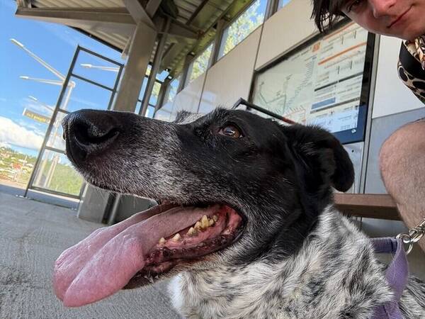 Hund - Vorstehhund