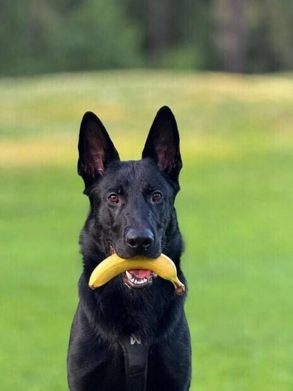 Hund - Schäferhunden Kano