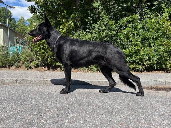 Hund - Schäferhunden Kano