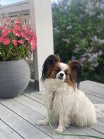 Papillon