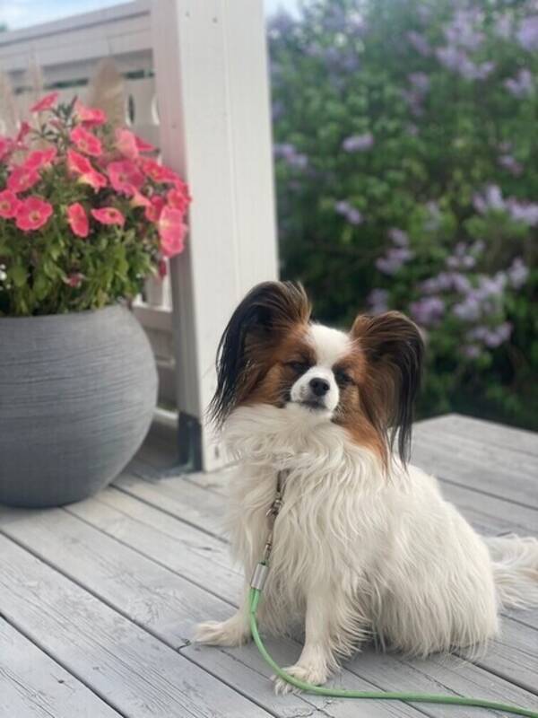 Hund - Papillon