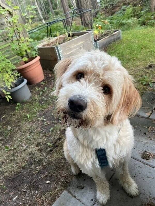 Hund - Bernerdoddle