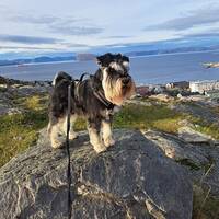 Dvergschnauzer Rollo 4 år