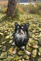 Chihuahua Theo