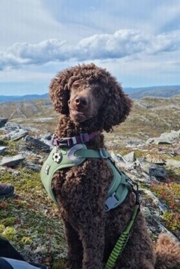 Hund - Puddel