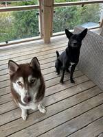 Husky och blandis