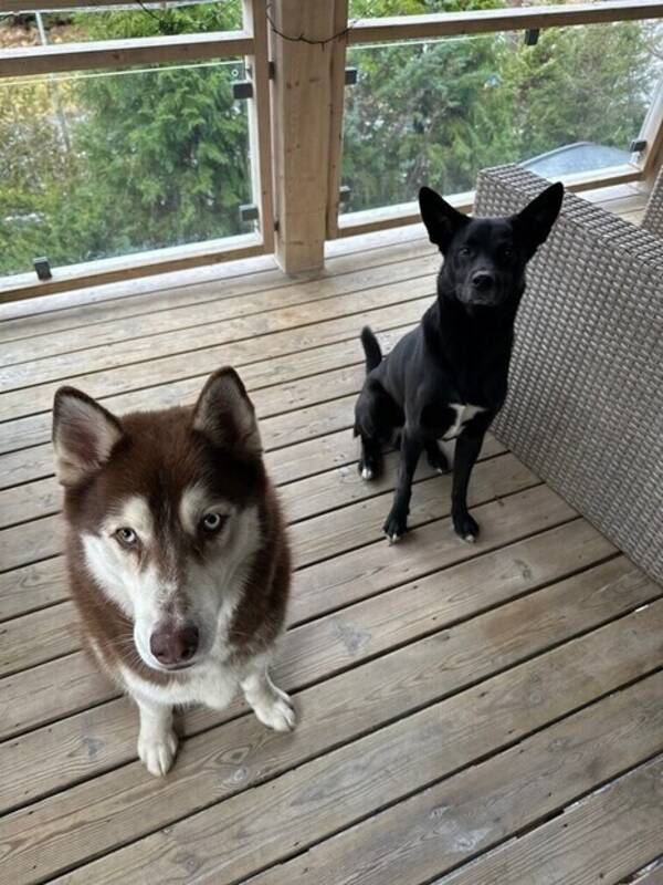 Hund - Husky och blandis