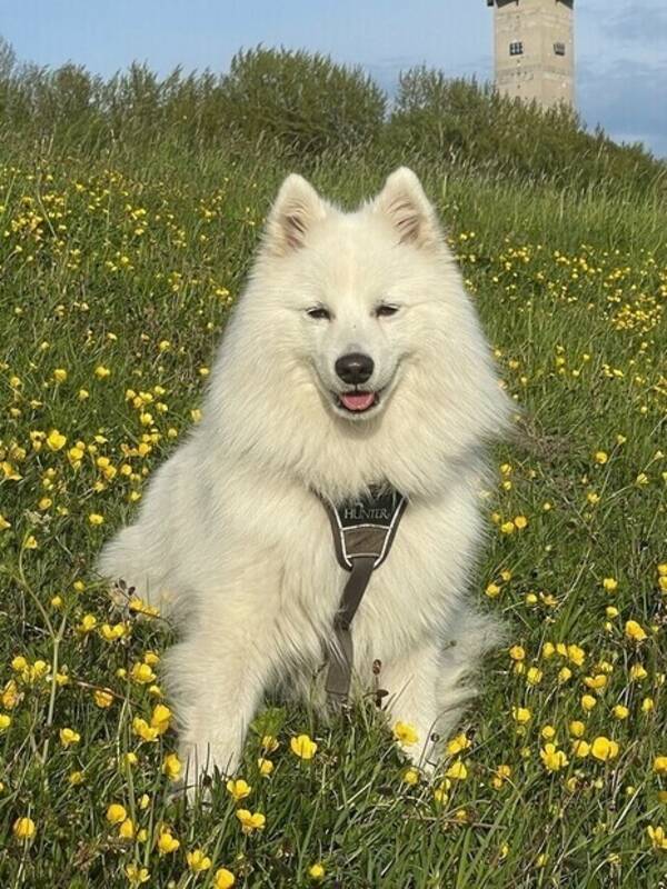 Hund - Milo - Japansk Spets