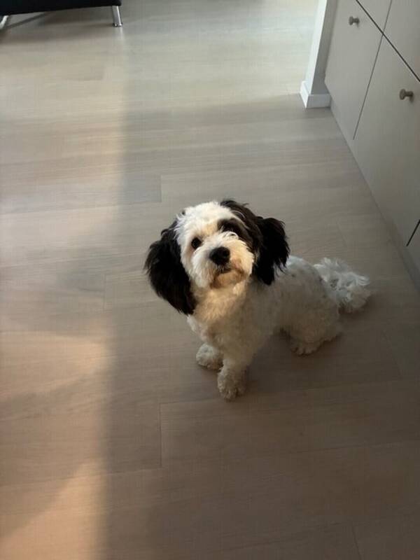 Hund - Blandrasen Toby